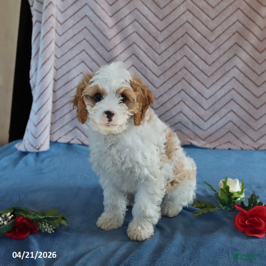 Cavapoo dogs Spotty - Ad 1