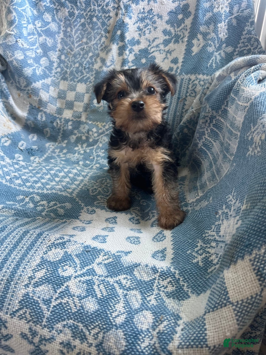 Yorkshire Terrier dogs for sale: Scotty - Ad 1