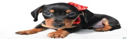 Miniature Dachshund dogs for sale: Diesel - Ad 3