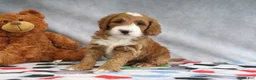 Mini Goldendoodle dogs for sale: Conner - Ad 3