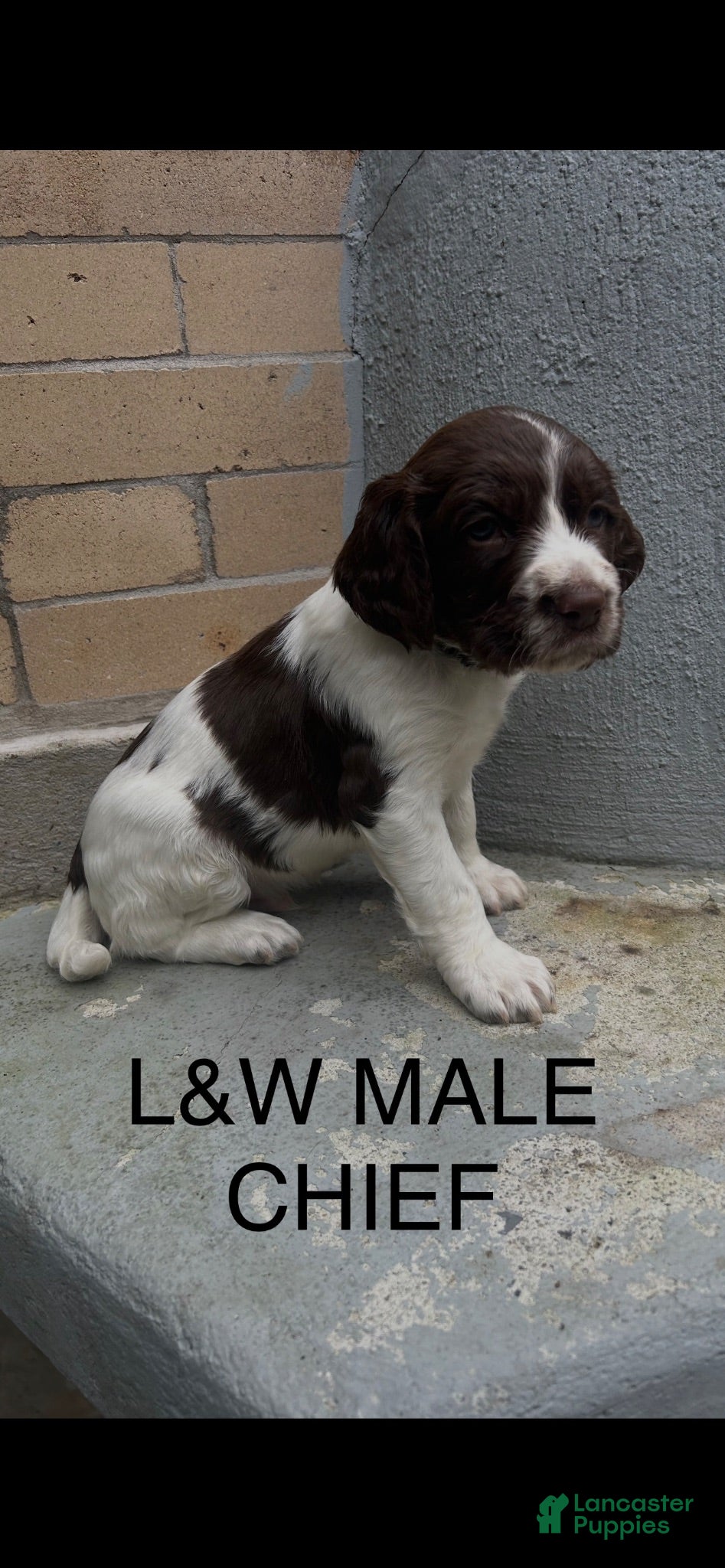 English Springer Spaniel dogs English Springer Spaniel 8 - Ad 2
