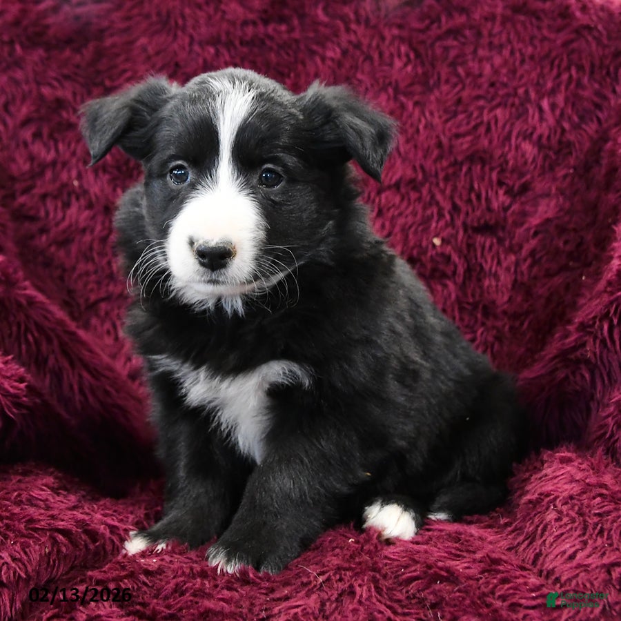 Border Collie dogs Roxy - Ad 37