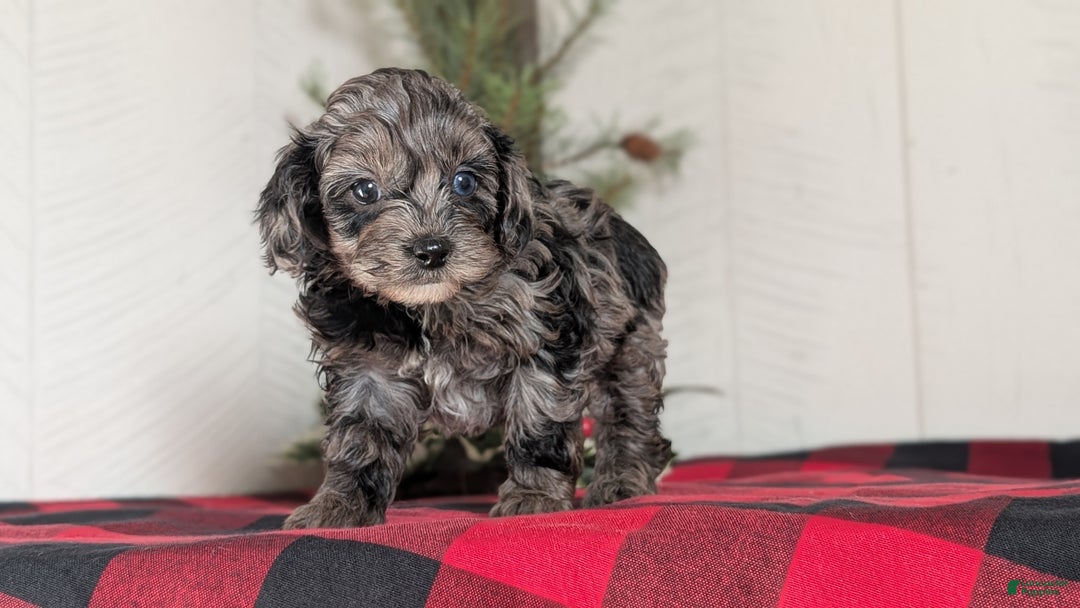 Cockapoo dogs for sale: Sophie - Ad 11