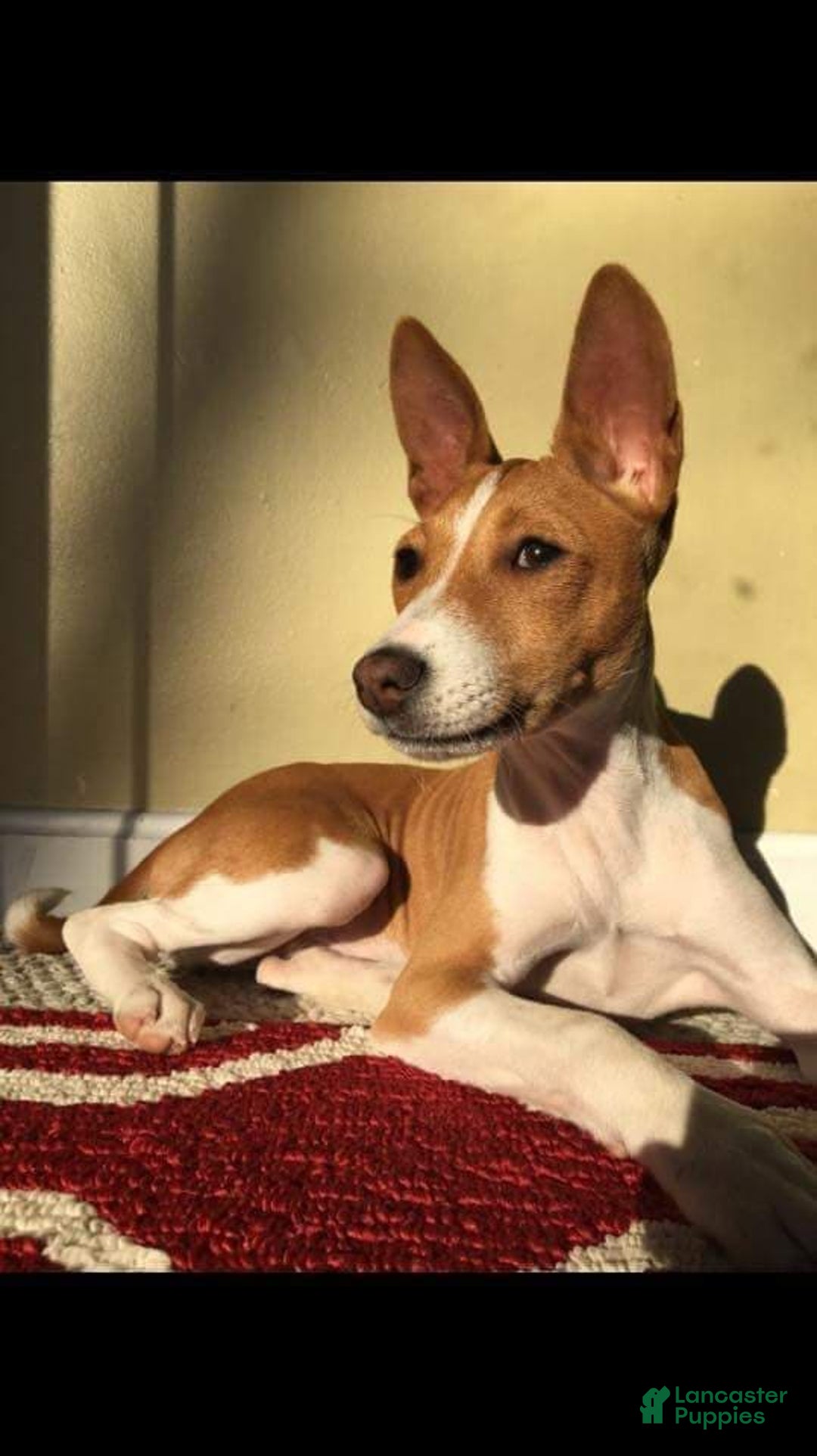 Gallery Image {{count}}