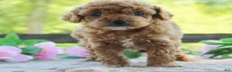 Cavapoo dogs for sale: Dixie - Ad 3