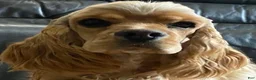 Cockapoo dogs for sale: Caprice - Ad 13