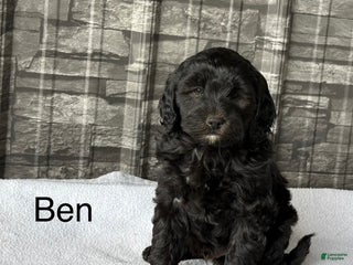 Mini Goldendoodle dogs - Ad 7