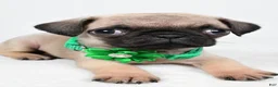 Pug dogs for sale: April - Ad 4
