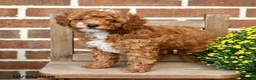 Miniature Poodle dogs for sale: Marshmallow - Ad 3