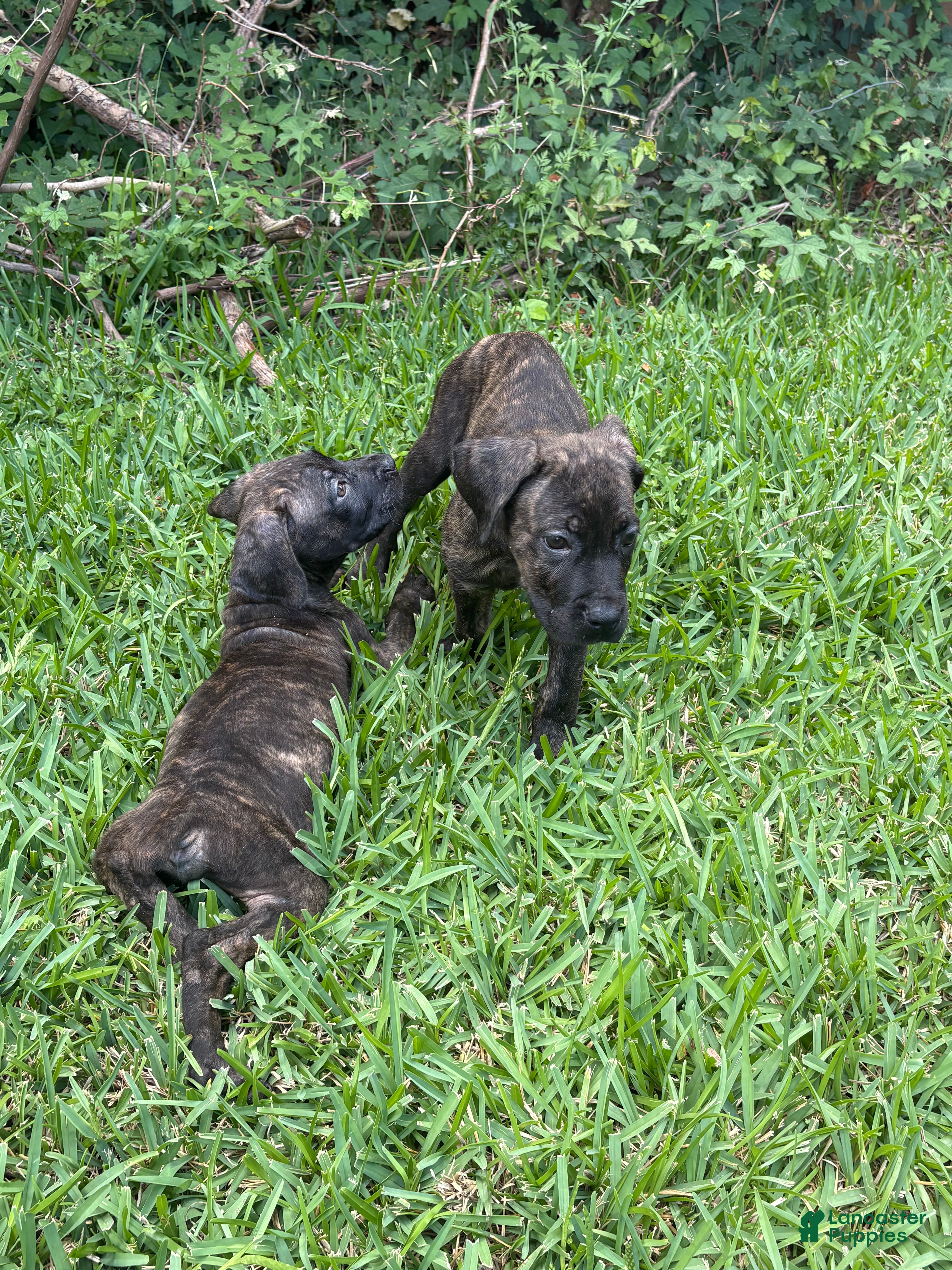 Cane Corso dogs Cane Corso Puppy 4 - Ad 19