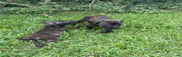 Cane Corso dogs for sale: Cane Corso Puppy 4 - Ad 1