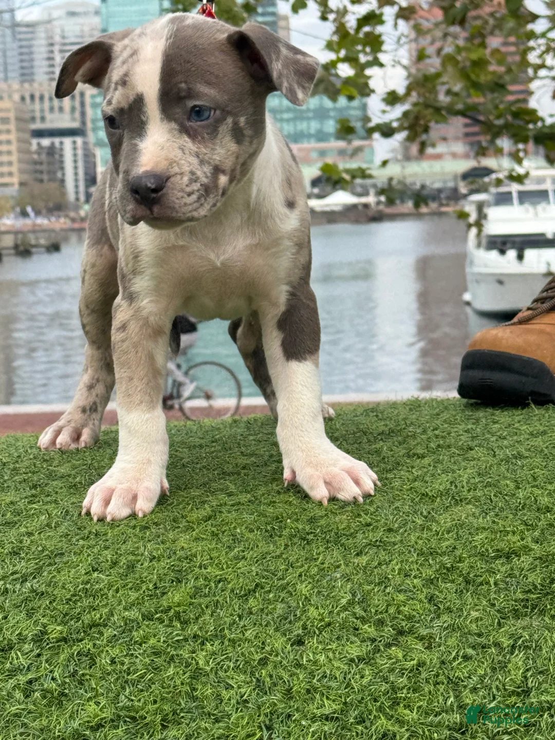 American Bully dogs for sale: Greyjoy  - Ad 3