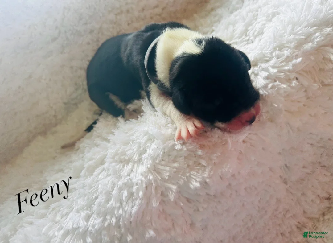Great Dane dogs for sale: Feeny - Ad 1