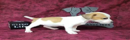 Jack Russell Terrier dogs for sale: Jinx purebred JRT - Ad 5