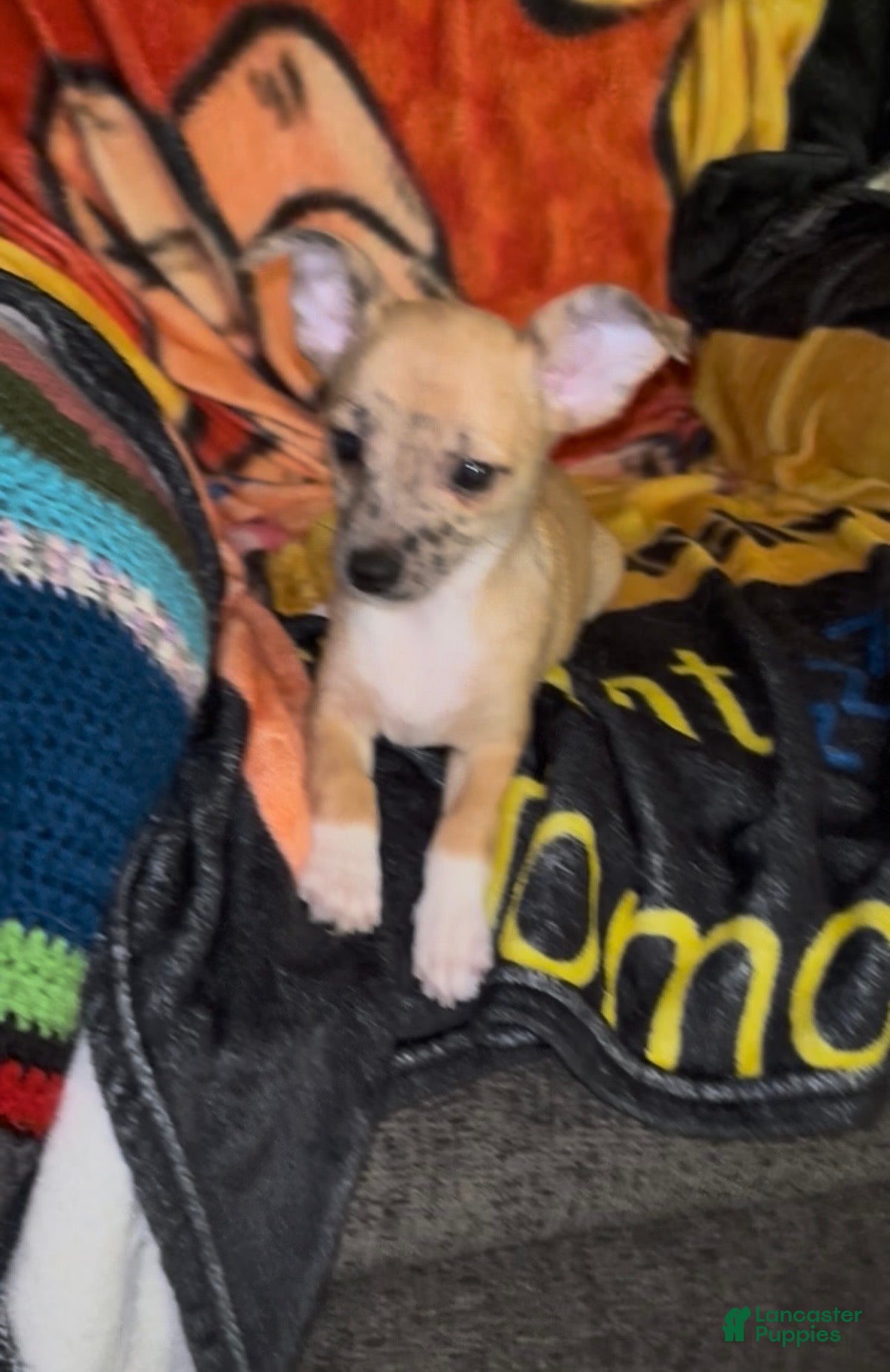 Chiweenie dogs Mai Tai  - Ad 1