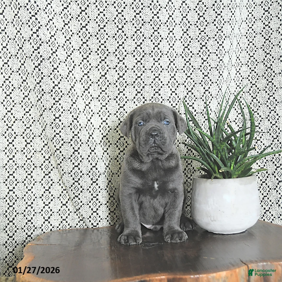 Cane Corso dogs for sale: Max - Ad 3