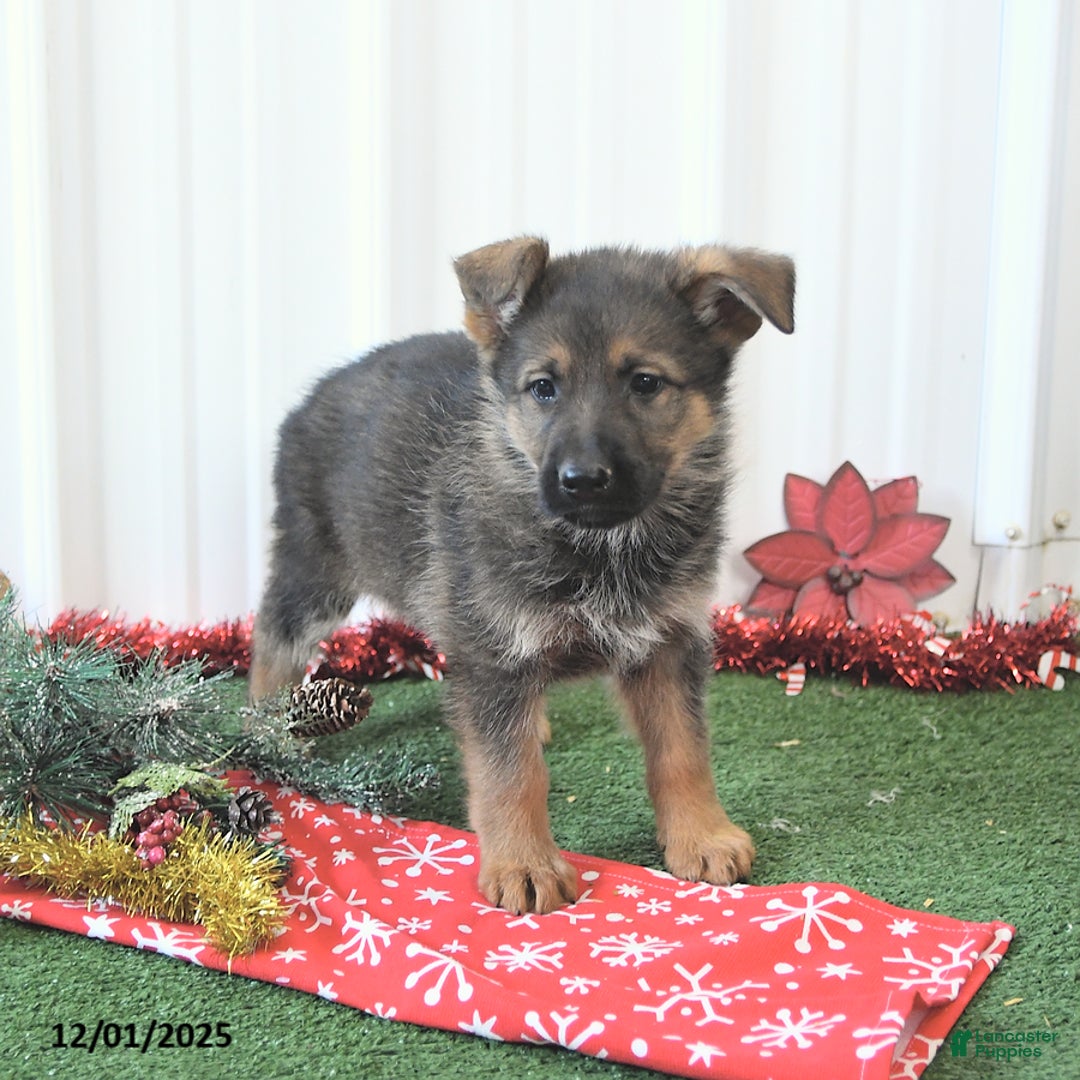 German Shepherd dogs for sale: Amber - Ad 2
