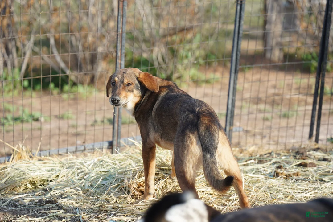 Mixed Breed dogs for sale: Dragon Tiscar Farm Dog - Ad 1