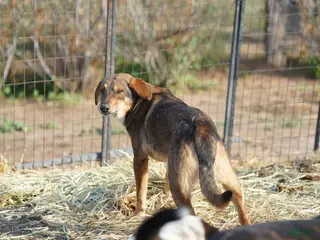 Mixed Breed dogs Dragon Tiscar Farm Dog - Ad 4