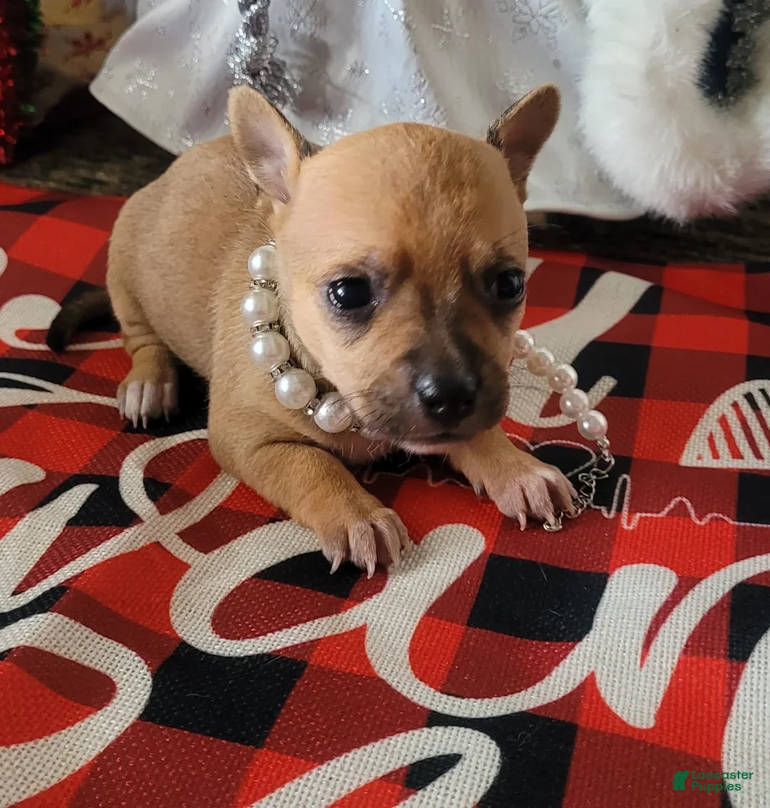 Gallery Image {{count}}