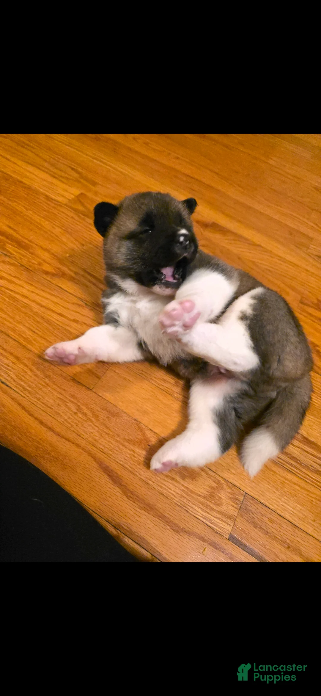 Akita dogs for sale: AKC Finn - Ad 15