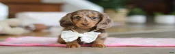 Miniature Dachshund dogs for sale: Jewel - Ad 4
