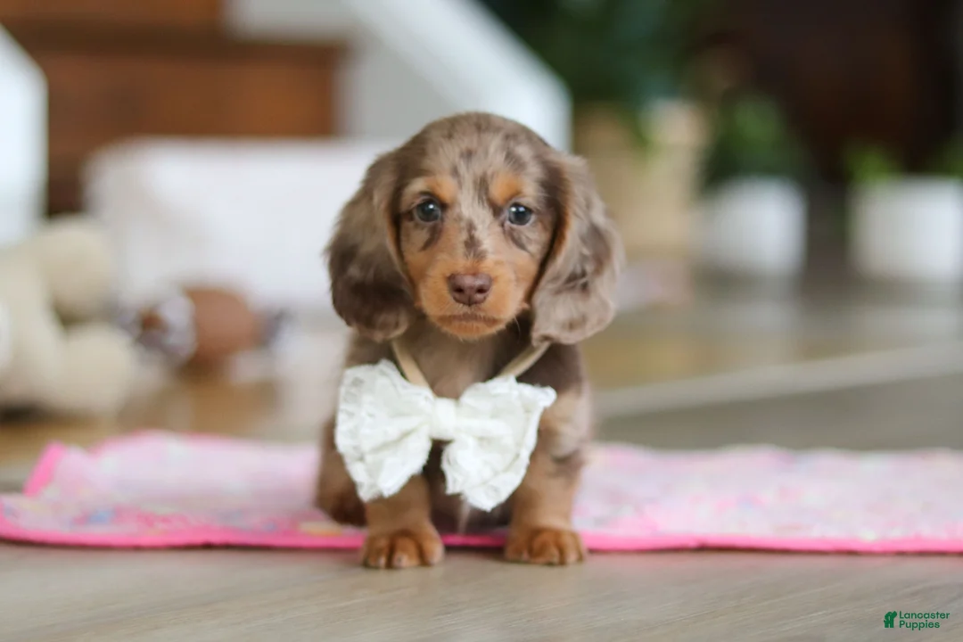 Miniature Dachshund dogs for sale: Jewel - Ad 4