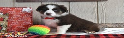 Australian Shepherd dogs for sale: Rudolph - Ad 4