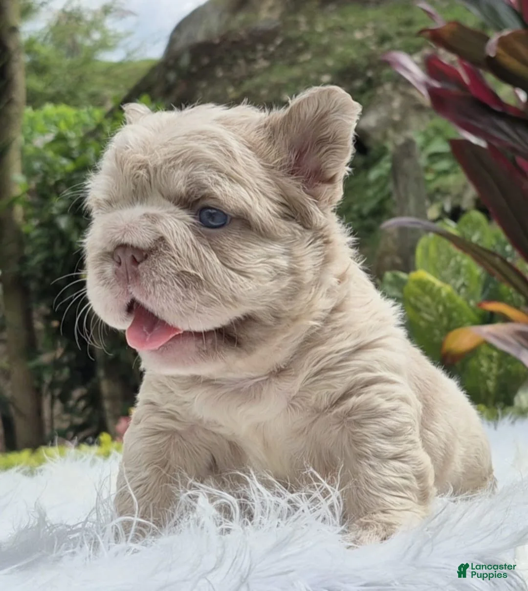 French Bulldog dogs for sale: Harley Quinn - Ad 1