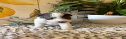 Wire Fox Terrier dogs for sale: Fru Fru  - Ad 34