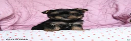 Yorkshire Terrier dogs for sale: Ginger - Ad 1