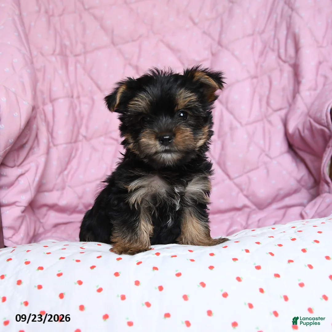 Yorkshire Terrier dogs for sale: Ginger - Ad 1