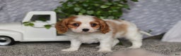 Cavalier King Charles Spaniel dogs for sale: Bandit - Ad 4