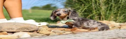 Dachshund dogs for sale: Bryce - Ad 10