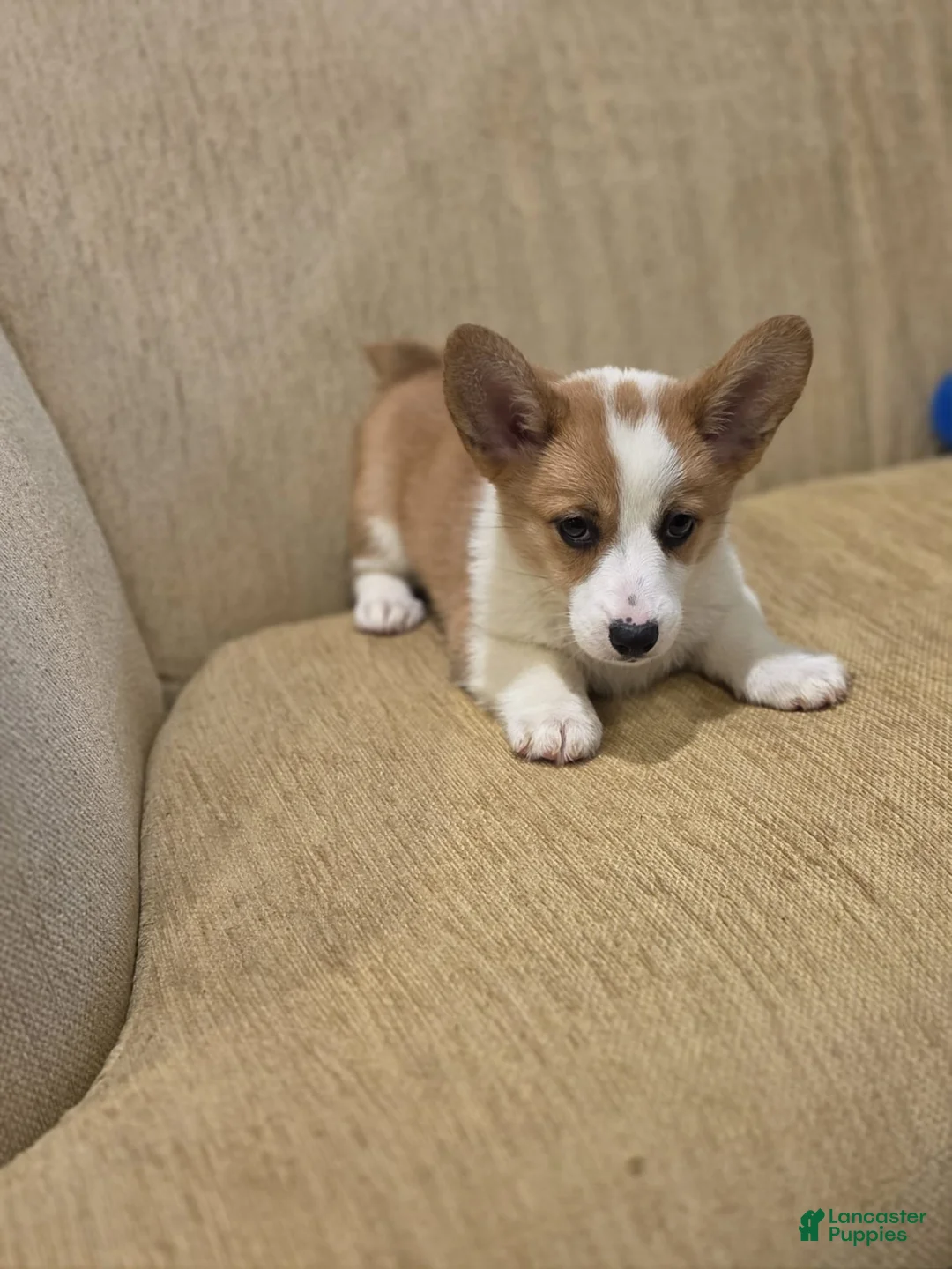 Welsh Corgi Pembroke dogs for sale: Welsh Corgi Pembroke 2 - Ad 5