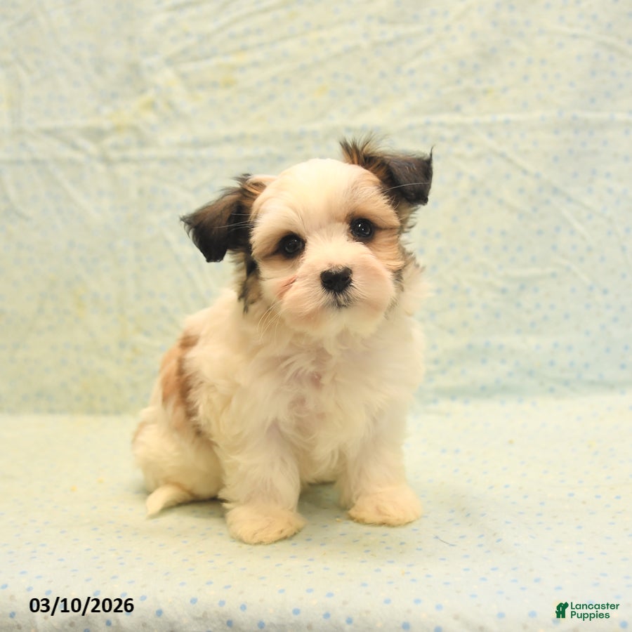 Morkie dogs Trigger - Ad 1