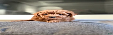 Vinny