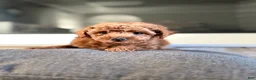 Bichpoo dogs for sale: Vinny - Ad 1