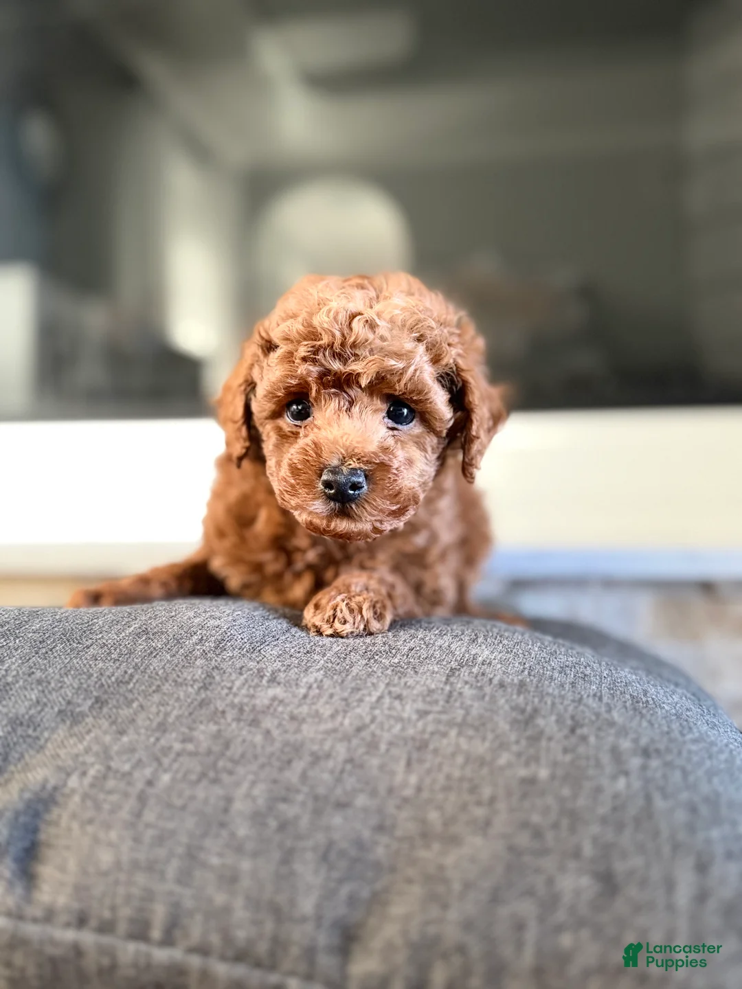 Bichpoo dogs for sale: Vinny - Ad 1
