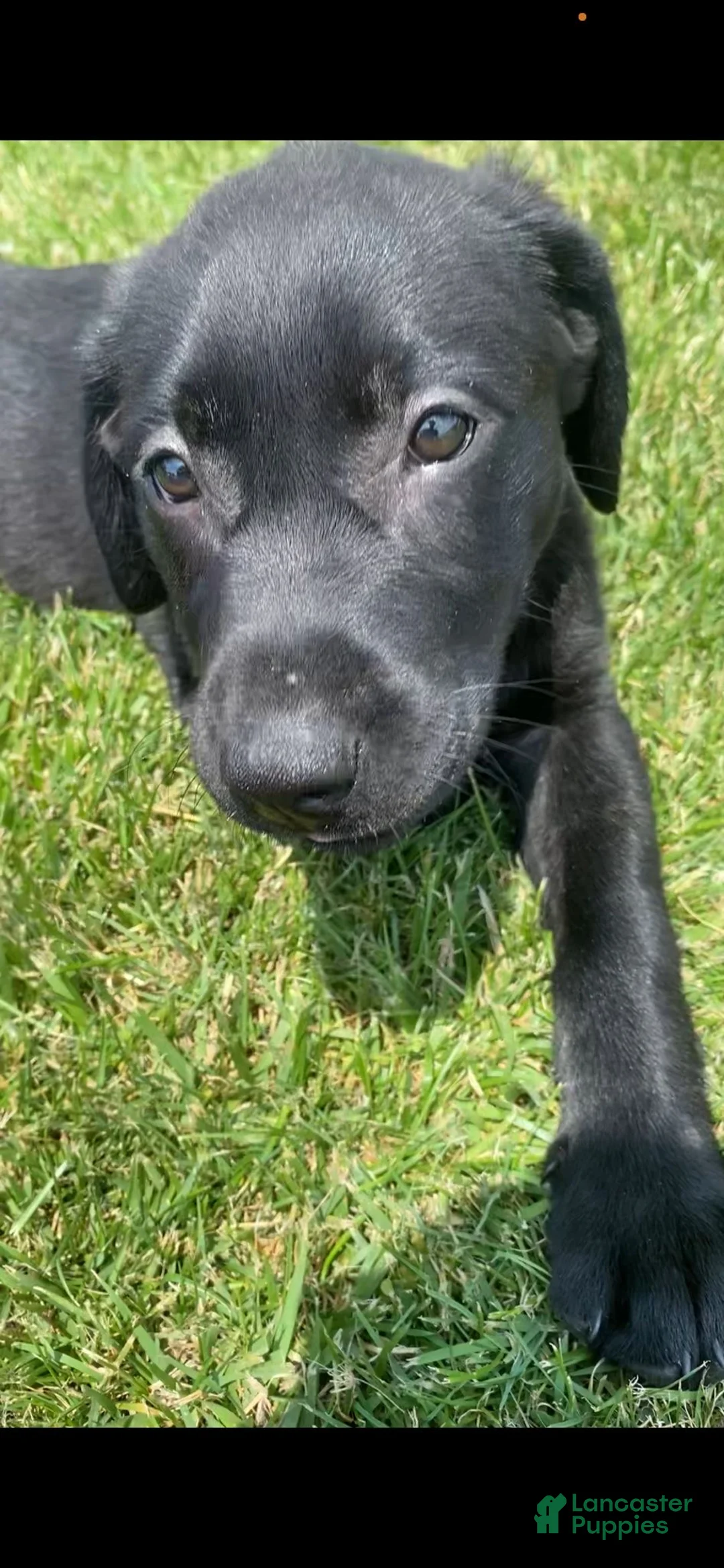 Mixed Breed dogs for sale: Mixed Breed 6 - Ad 2