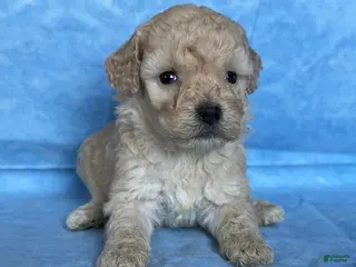 Mini Goldendoodle dogs Sunflower - Ad 13