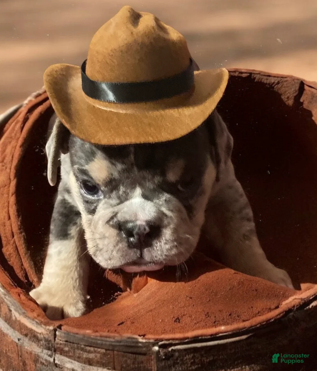 English Bulldog dogs for sale: Manly - Ad 4