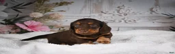 Miniature Dachshund dogs for sale: AKC-Jordan - Ad 10