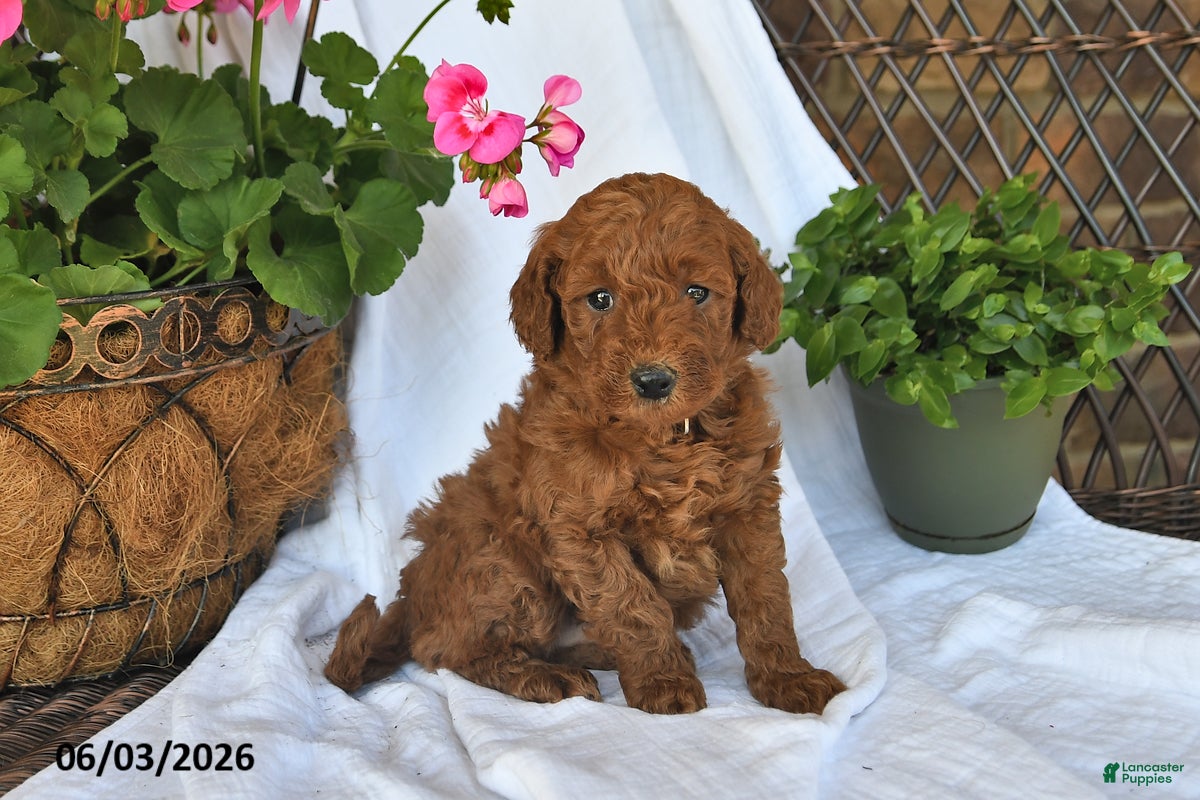 Mini Goldendoodle dogs for sale: Manny - Ad 4