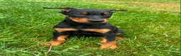 Doberman Pinscher dogs for sale: Female 1 - Ad 4