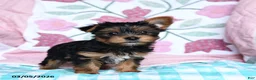 Yorkshire Terrier dogs for sale: Cela - Ad 3