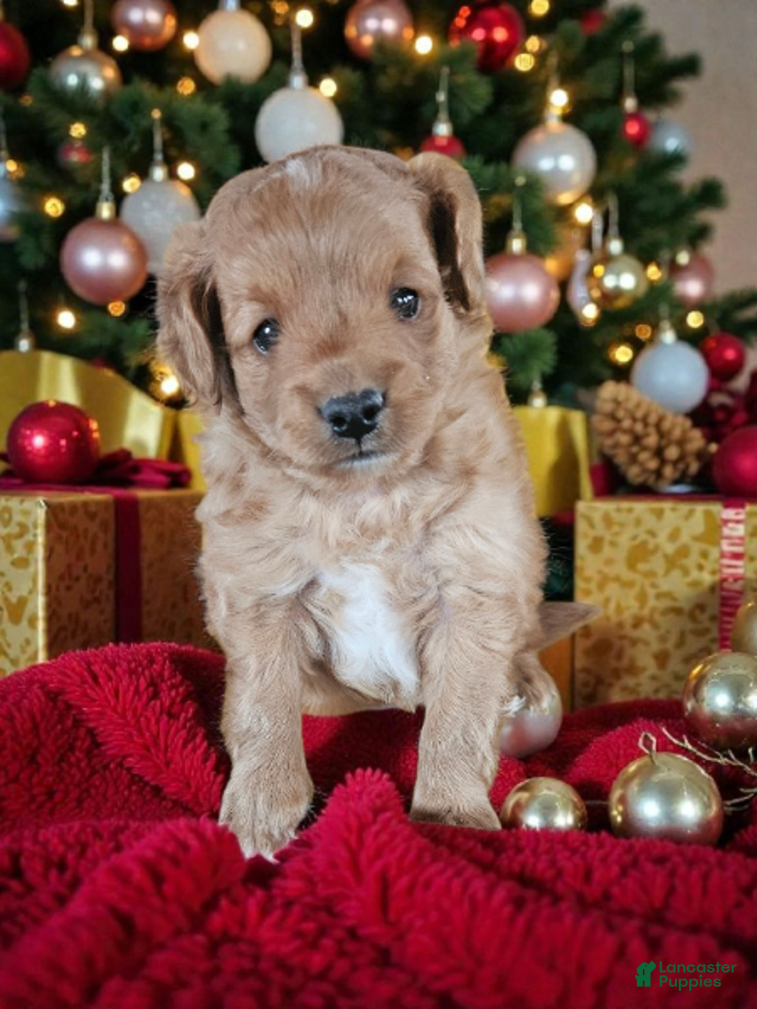 Mini Goldendoodle dogs for sale: Mini Goldendoodle Puppy 1 - Ad 1