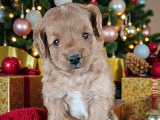 Mini Goldendoodle dogs Mini Goldendoodle Puppy 1 - Ad 22