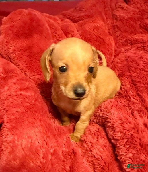 Miniature Dachshund dogs Miniature Dachshund Puppy 2 - Ad 1