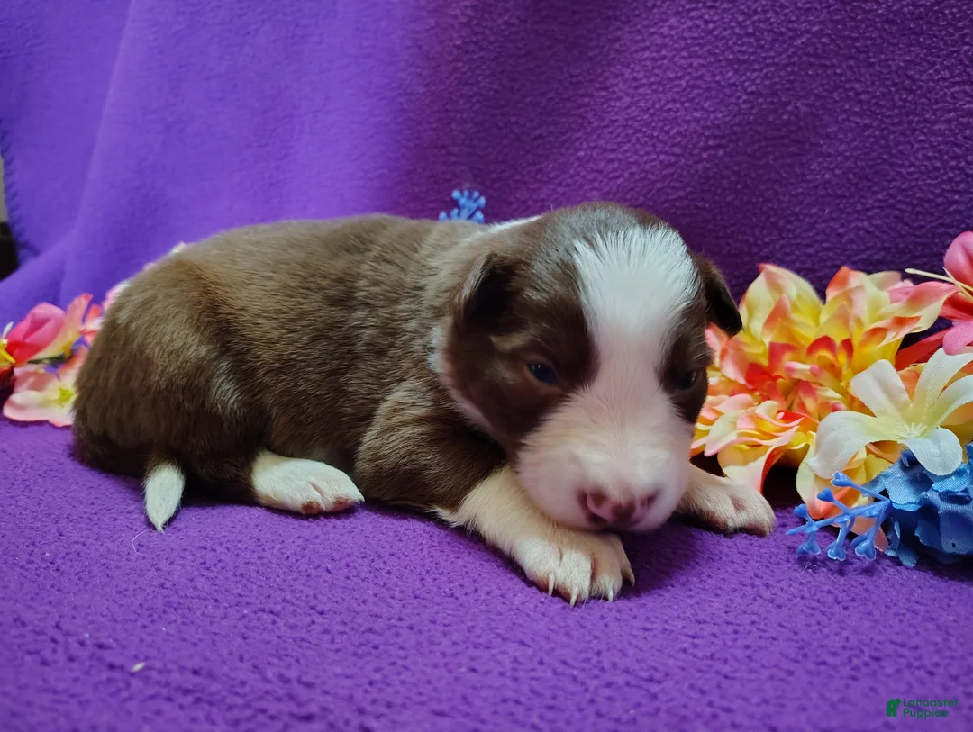 Border Collie dogs for sale: Chichi - Ad 7